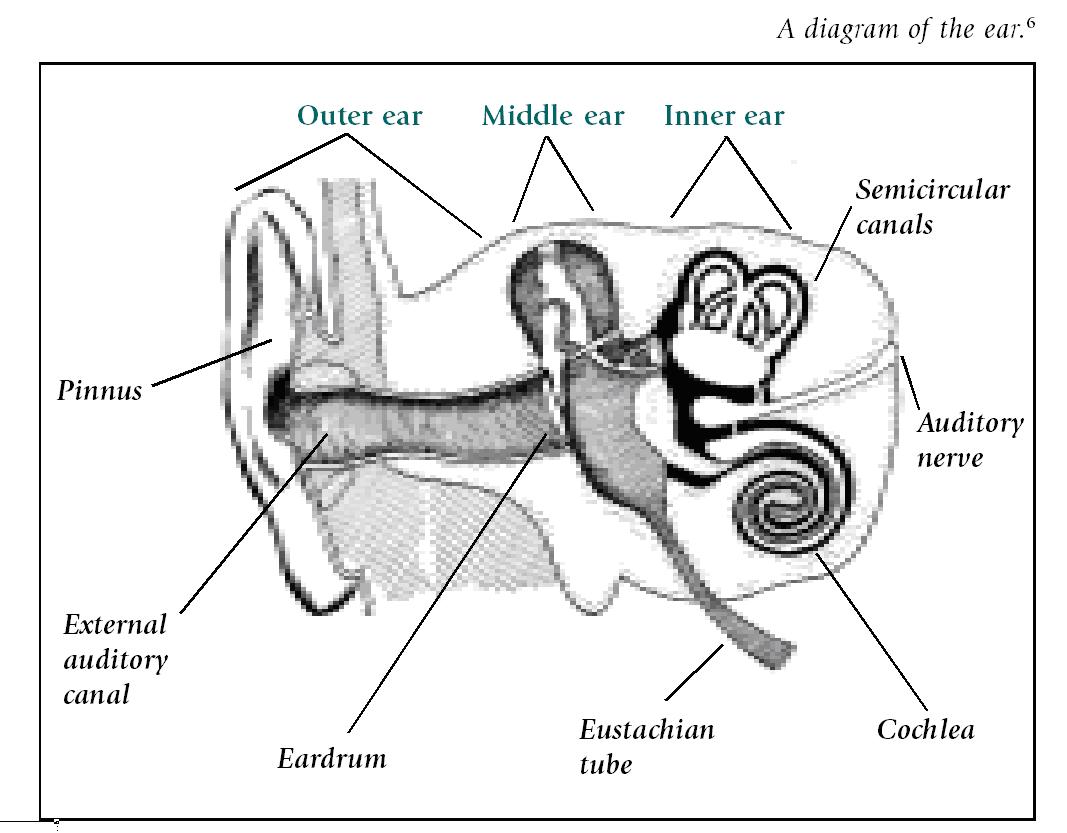 Blank Diagram Of The Ear | World of Reference diagram ear right 