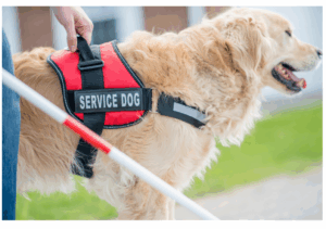 Picture of a dog (service animal). 
