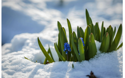 Buzz | Empowering Families and Futures: Education, Advocacy, and Innovation